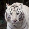 Profilbild von white tiger