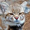 flying cat's profile picture