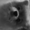 Profilbild von moonlight