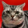おひいさん2.0's profile picture