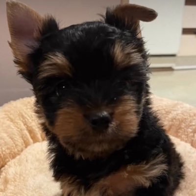 ninjaga20's profile picture