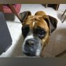 Nir Alina profil fotoğrafı