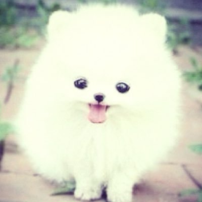 hambuguinea's profile picture
