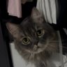 Hiyaah's profile picture