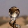 Profilbild von Кондрат Карелин