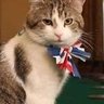 Power Puss 🐈⬛ profil fotoğrafı