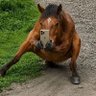 Profilbild von Maravoy9