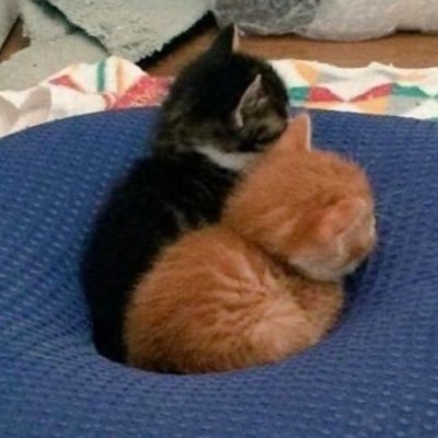 꼬왜앵's profile picture