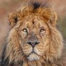 Panthera.Leo profil fotoğrafı