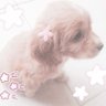 Фото профиля puppy 🎀🐾