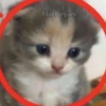 acervo sad gatinhos's profile picture