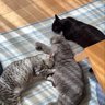 かつなら profil fotoğrafı