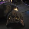 inept's profile picture