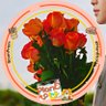 Delenn🥦 - Plan B to U 🏡🐇 profil fotoğrafı