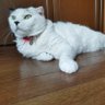 ヽ(肉^▽^)ノ 的头像