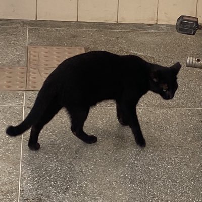 selma_marina's profile picture