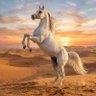 محمد المطيري ♘'s profile picture