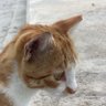 dingus wingus ็ๅคดๅ
