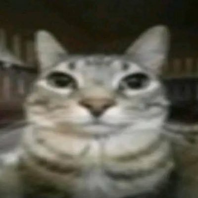 raauuu_aleix's profile picture