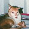 pootaritta profil fotoğrafı