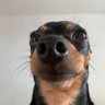 pai viado e mãe piranha's profile picture