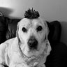 Bumble Lion profil fotoğrafı