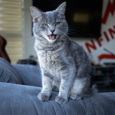 Chiquito's profile picture