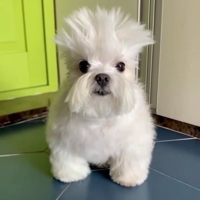 femboyyepi9w's profile picture