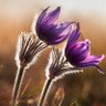 Фото профиля RAWAN3