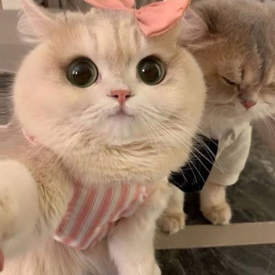 Baimint 🌱's profile picture