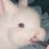 さくだるま 的头像