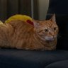 Jule's profile picture