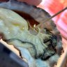 筋肉が好きです 的头像
