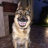 Profilbild von hound