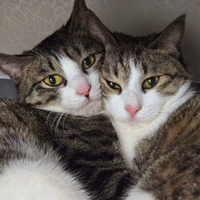 단밤이네🕯's profile picture