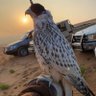 Profilbild von Falcon Spirit