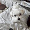 らいと推し 的头像