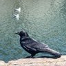 🐦⬛大烏鴨 profil fotoğrafı