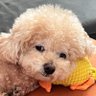 吴兜兜 的头像