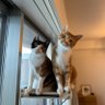 とら🐾きき profil fotoğrafı