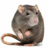 rato que rói cigarro™'s profile picture