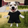 Tetinho's profile picture