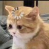 aotian's profile picture