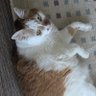 大阪からのマー君です✨ 的头像