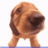 Python's profile picture