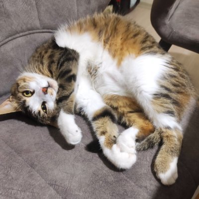 🐈⬛🦮Ayşegül Açıkgöz🐕🐈🐈⬛'s profile picture