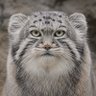 David le manul 的头像