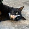 loki profil fotoğrafı