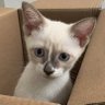Фото профиля 仮面ねこ