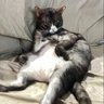 Pon Pon profil fotoğrafı